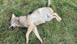 Découverte d'un loup mort dans le Bois de Finges